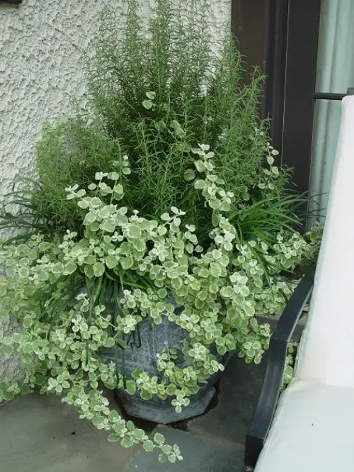 best Plant Combinations for Container Gardens 