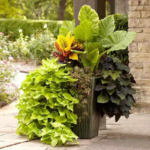 Combination Ideas for Container Gardens 41