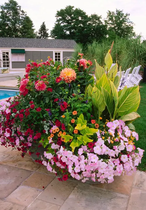  Plant Combinations for Container Gardens 