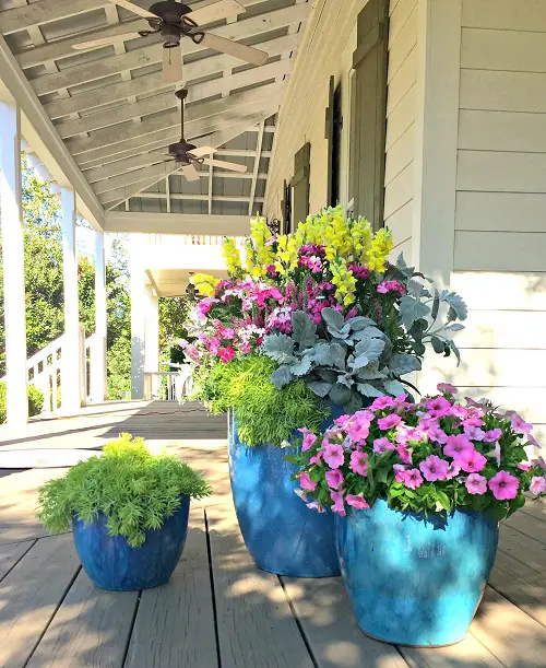  Plant Combinations for Container Gardens 