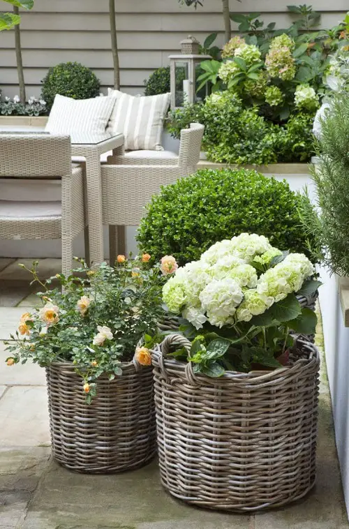 top Plant Combination Ideas for Container Gardens 45