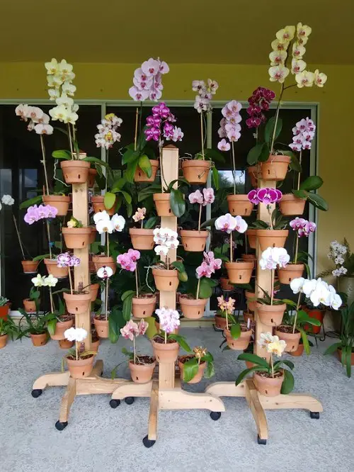 Orchid Planters on Wooden Plant Stands