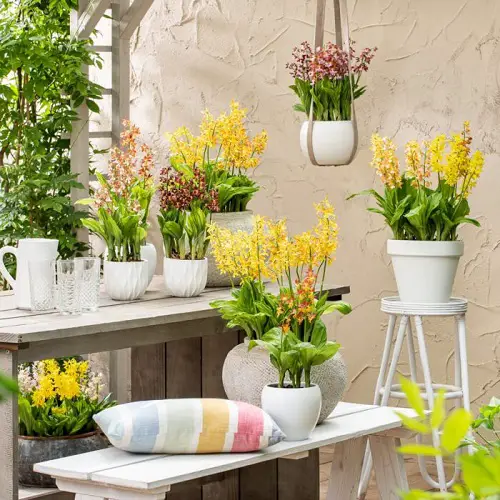 Orchids on the Table, Plant Stands, and Hanging Pots