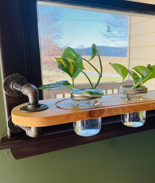 Water Plant Collection on the Shelves