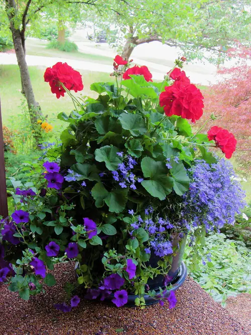 Plant Combinations for Container Gardens
