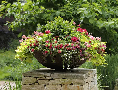 Plant Combination Ideas for Container Gardens 