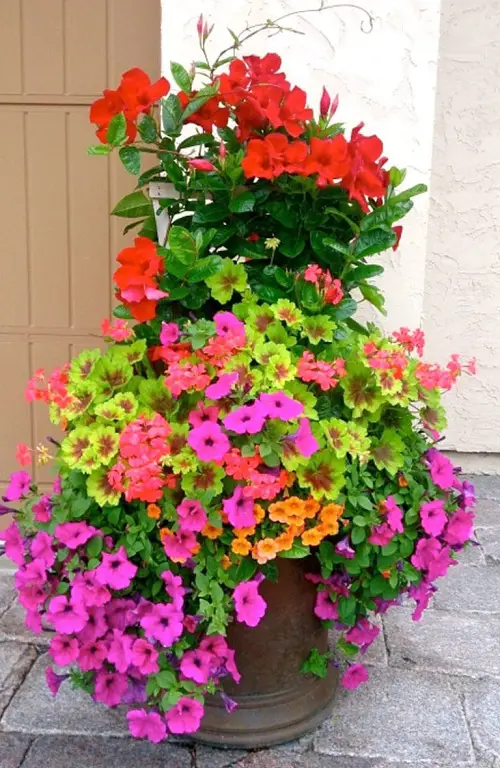 best Plant Combinations for Container Gardens 