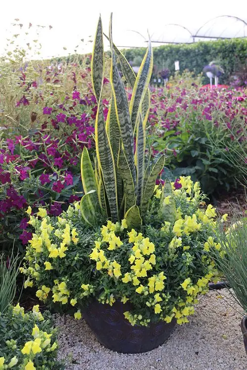 Ideas for Plant Combinations for Container Gardens