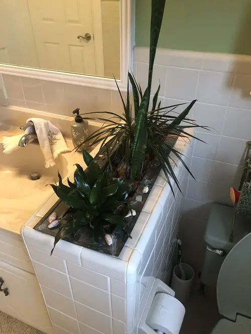 Built-In Section for Plants