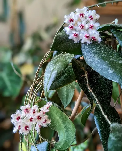 Propagating Hoya Caudata Sumatra from from Leaf
