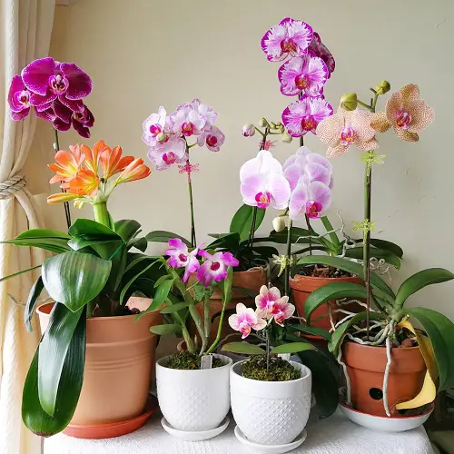 White and Clay Planters with Orchids