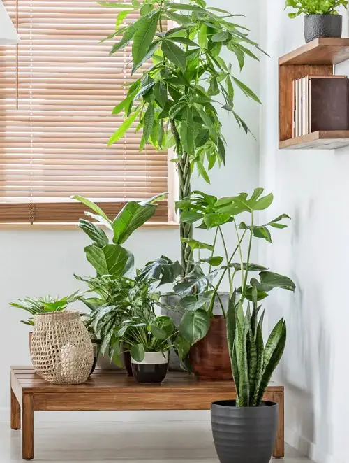 The Interior Design Secrets of Plant Stylists 9
