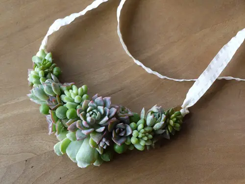 Echeveria Necklace Jewelry with Plant Ideas You Must Try