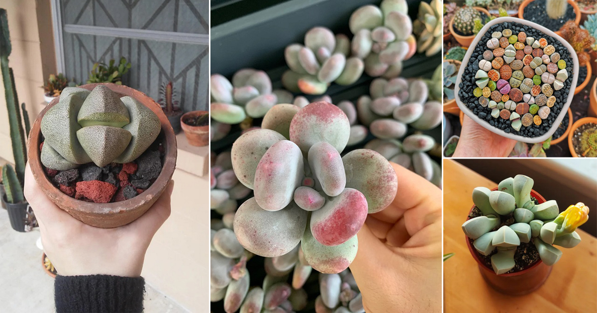 Fae Like Rocks 9 Plants that Look like Rocks and Stones | Balcony Garden Web