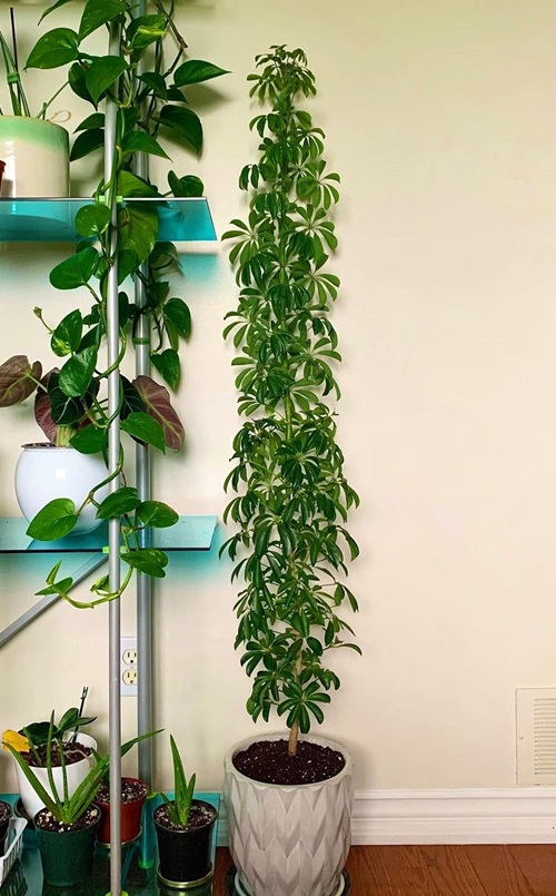 Pictures of Tall Tree Like Houseplants