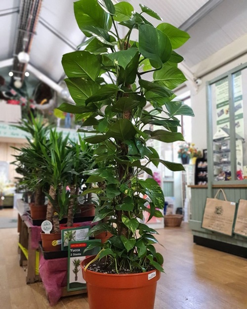 top best Pictures of Tall Tree Like Houseplants