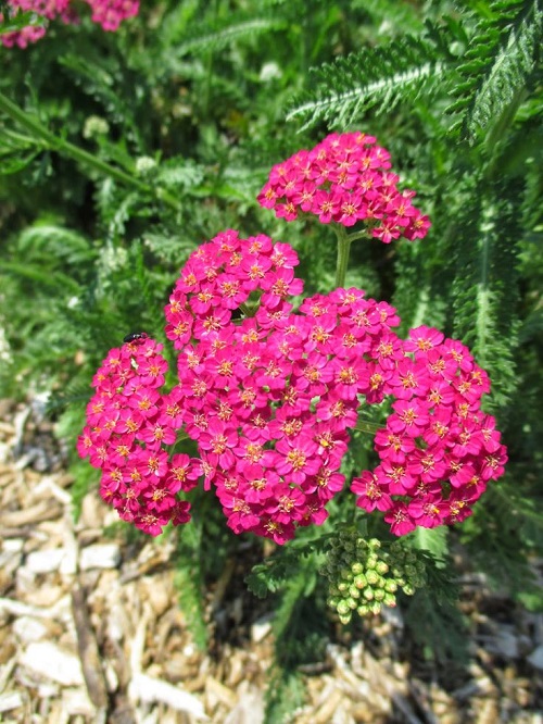 yarrow that Bloom for Decades in Perennial Flowers 