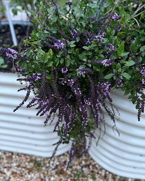 Requirements for Growing African Blue Basil