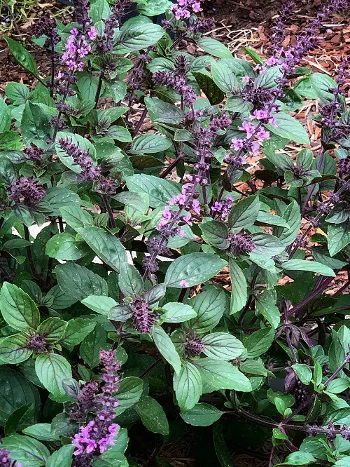 African Blue Basil Care