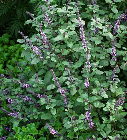 African Blue Basil Uses