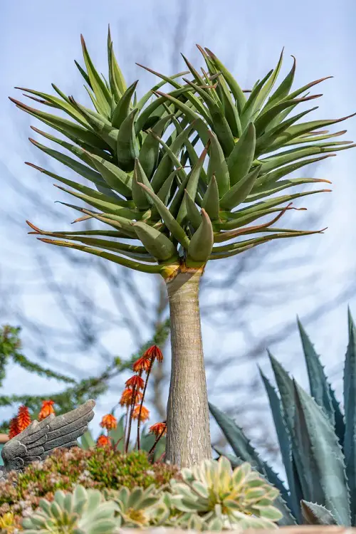 How to Propagate Aloe Hercules