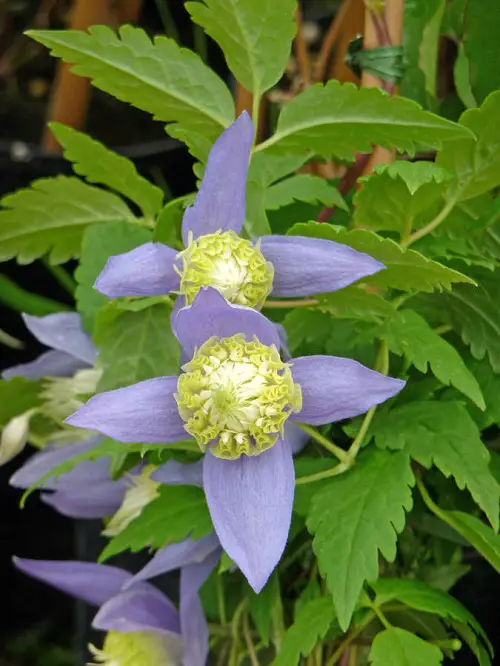 Best Blue and White Flowers 1
