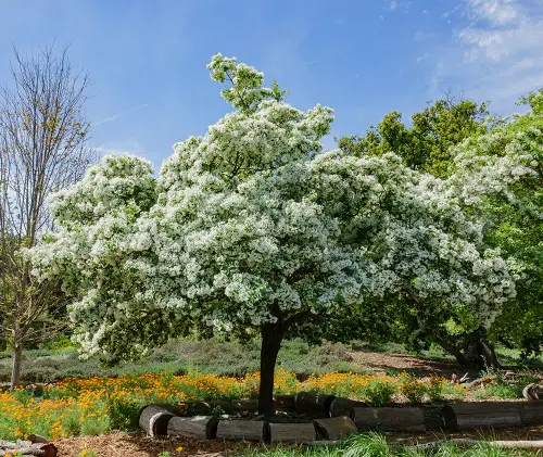 American Fringe white flowe tree 2