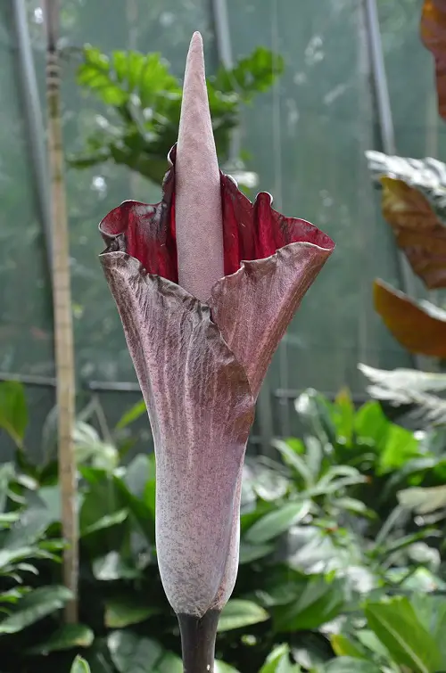 Shocking Plants with Penis-Resemblance