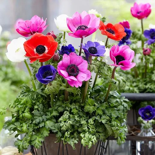 Flowers that Remind Me of Peonies 