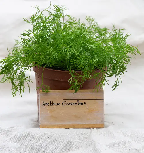 Outdoor Dog Friendly Plants