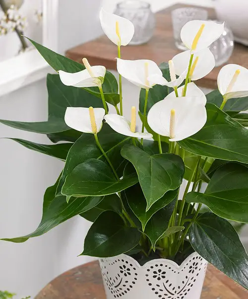Hawaiian White Flowers2