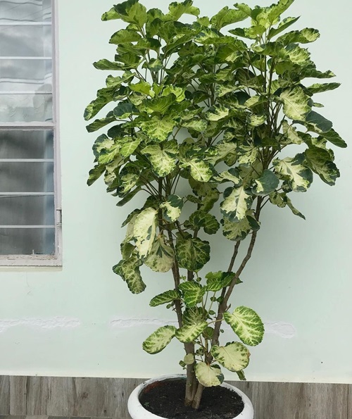 amazing Pictures of Tall Tree Like Houseplants13