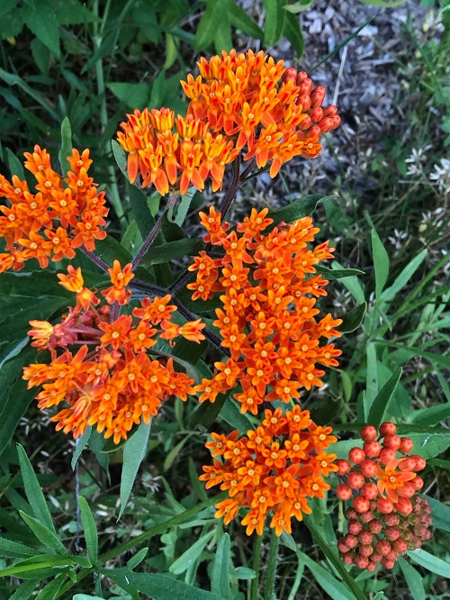 Wonderful Perennial Flowers that Continue to Bloom for Many Years