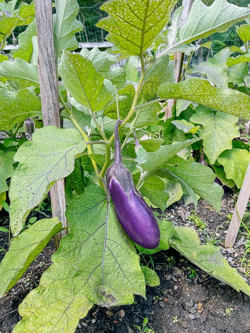 grow tasty vegetable 2