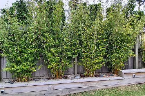 Bamboo Types for Gardens and Container Gardens