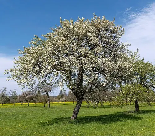 Bartlett Pear tree