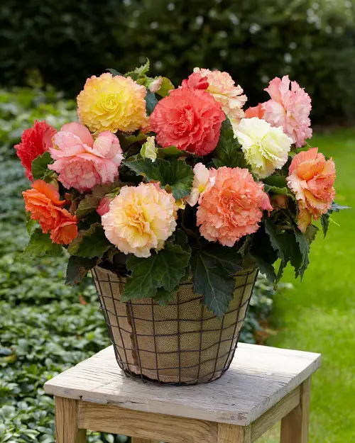 Flower Reminds of Peonies in Flowers 