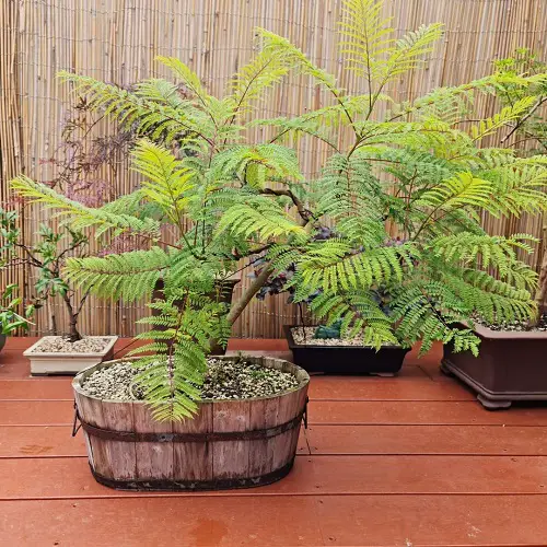 A Dense Jacaranda Bonsai image