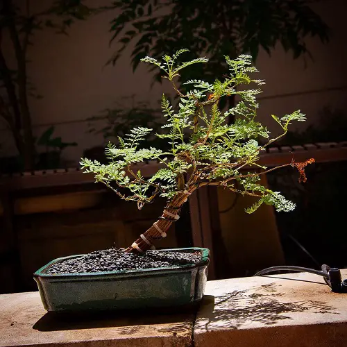 Tilted Jacaranda Bonsai Tree picture