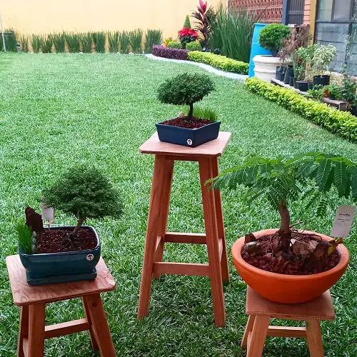 A Trio of Bonsai Pictures 18