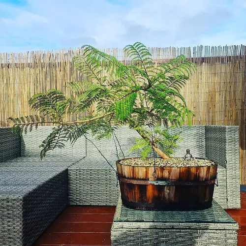 A Large Jacaranda Bonsai in a Wooden Planter