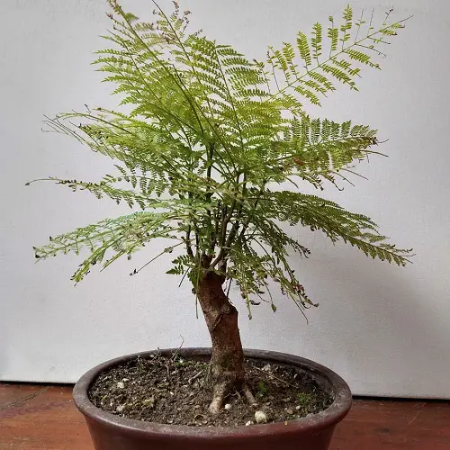 Amazing Foliage of the Bonsai Jacaranda