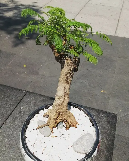 Jacaranda Bonsai Tree in White Gravel