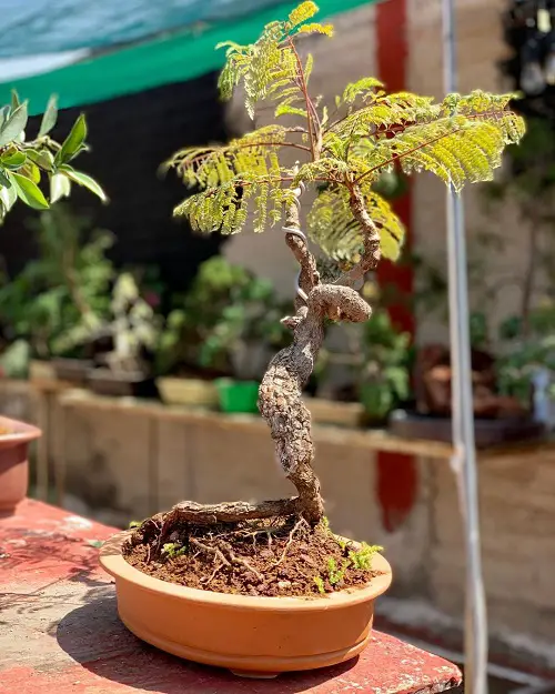 jacaranda Bonsai Tree with Golden Foliage Pictures 3