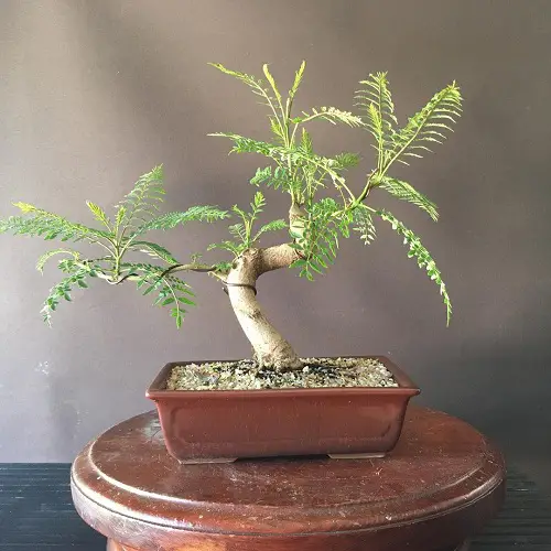 Spread Foliage of Jacaranda Bonsai