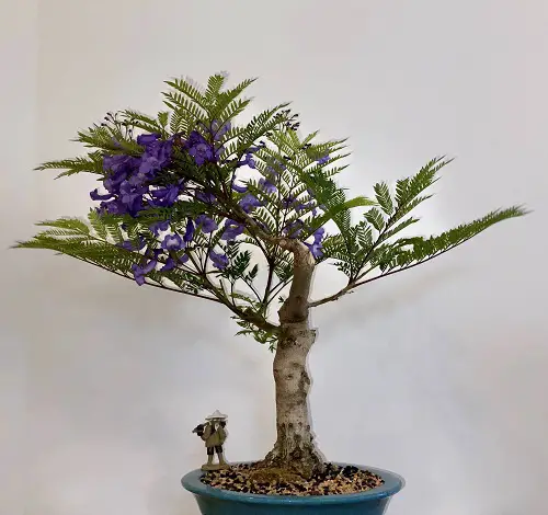 Jacaranda Bonsai Tree with Amazing Blooms