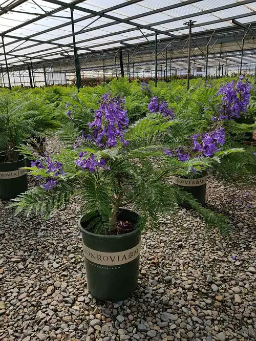 Jacaranda Bonsai Tree Garden