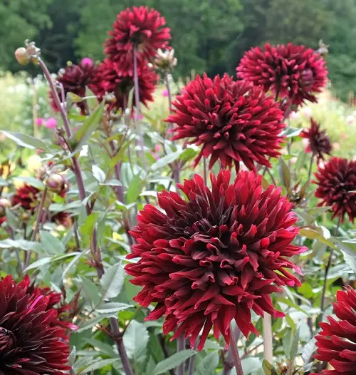 amazing Black Dahlia Flower Varieties 