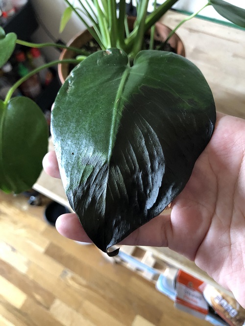 black leaf problem on Monstera Plant 5