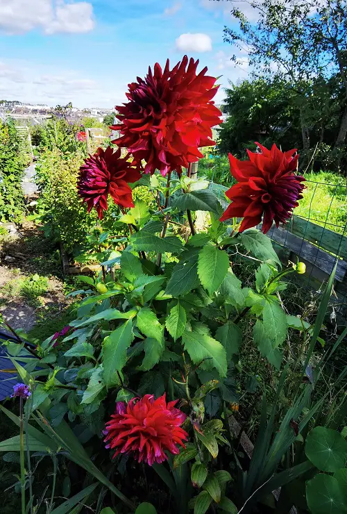 Black Dahlia Flower Varieties in garden 1